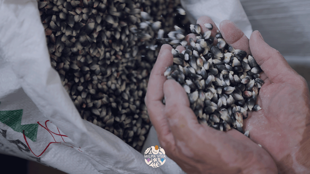 El Maíz Criollo en las Comunidades Indígenas: Conservación y Tradición