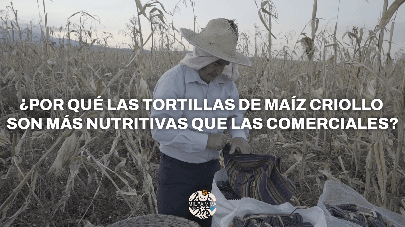 ¿Por qué las tortillas de maíz criollo son más nutritivas que las comerciales?