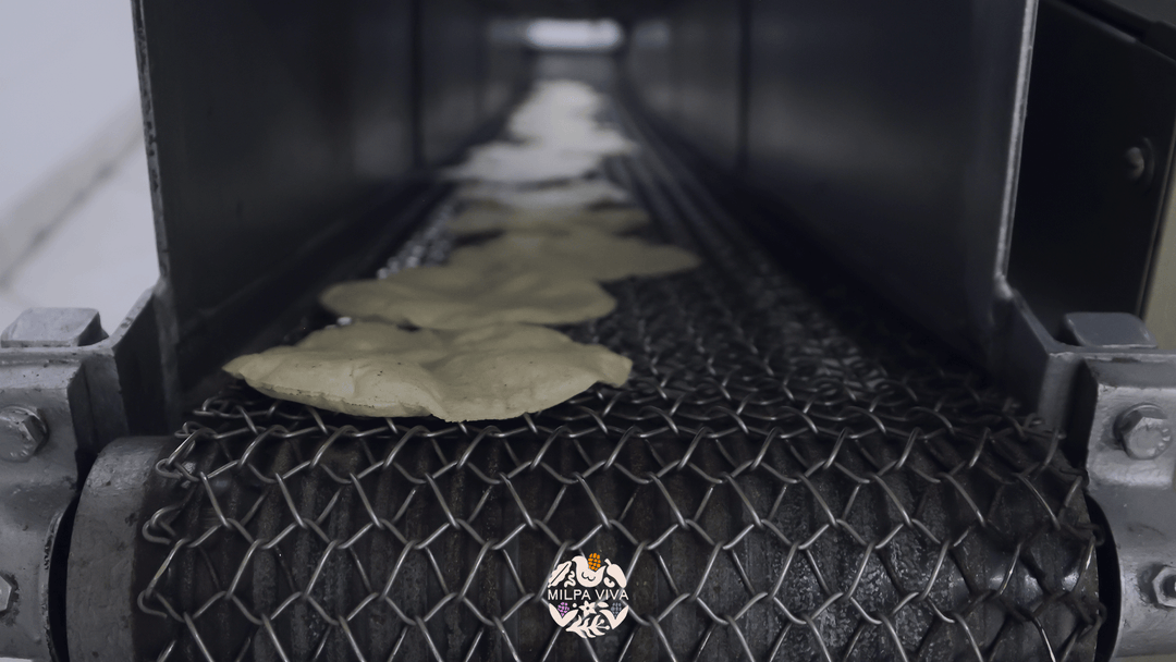 El Rol del Maíz Criollo en la Agroindustria Mexicana: Retos y Oportunidades