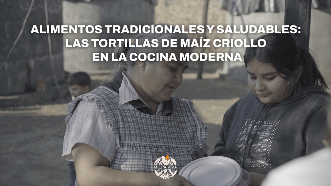Alimentos tradicionales y saludables: Las tortillas de maíz criollo en la cocina moderna.
