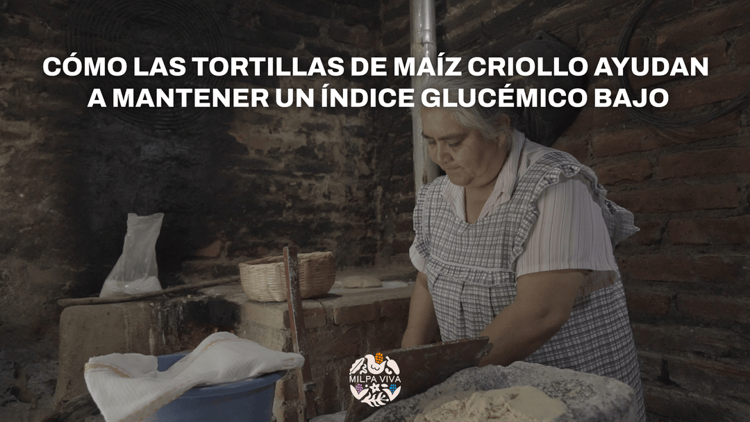 Cómo las tortillas de maíz criollo ayudan a mantener un índice glucémico bajo.