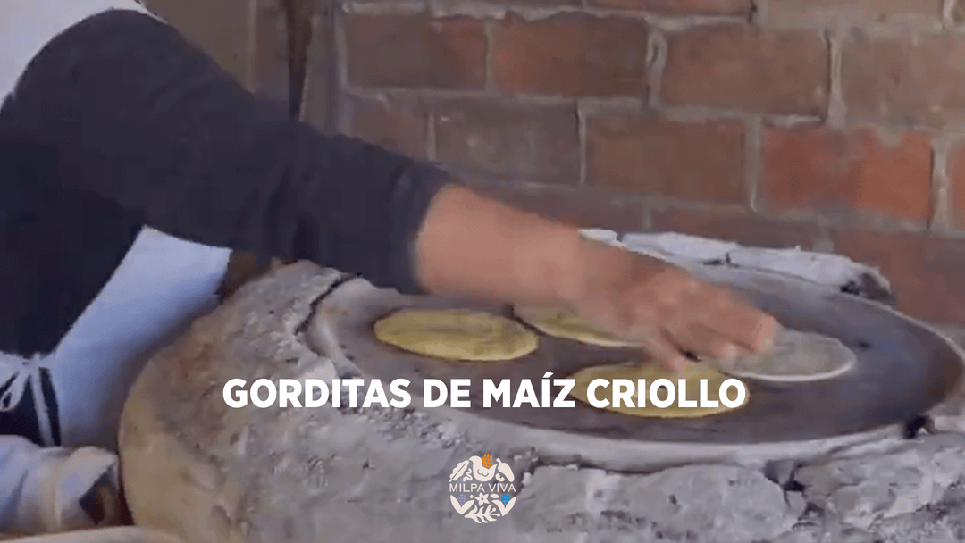 Gorditas de Maíz Criollo: Sabor Tradicional en Cada Bocado