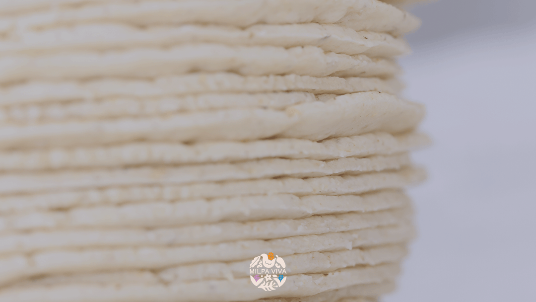 El Futuro del Maíz Criollo: Tendencias en la Agricultura Mexicana