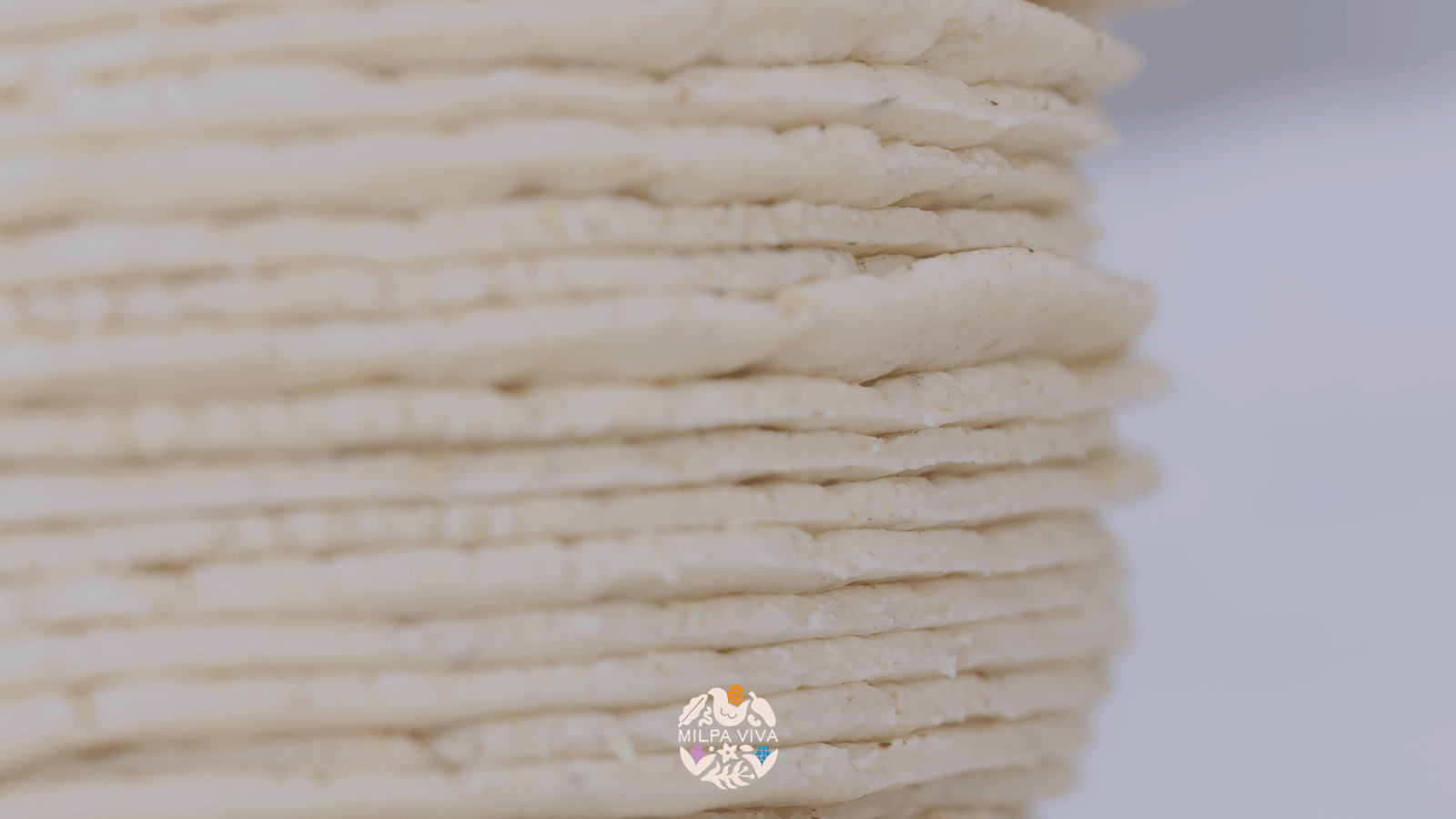 El Futuro del Maíz Criollo: Tendencias en la Agricultura Mexicana