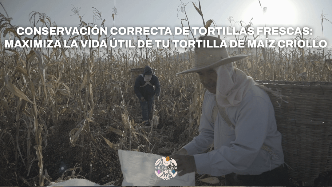 Conservación correcta de tortillas frescas: Maximiza la vida útil de tu tortilla de maíz criollo.