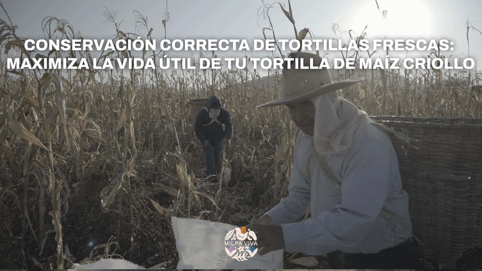 Conservación correcta de tortillas frescas: Maximiza la vida útil de tu tortilla de maíz criollo.