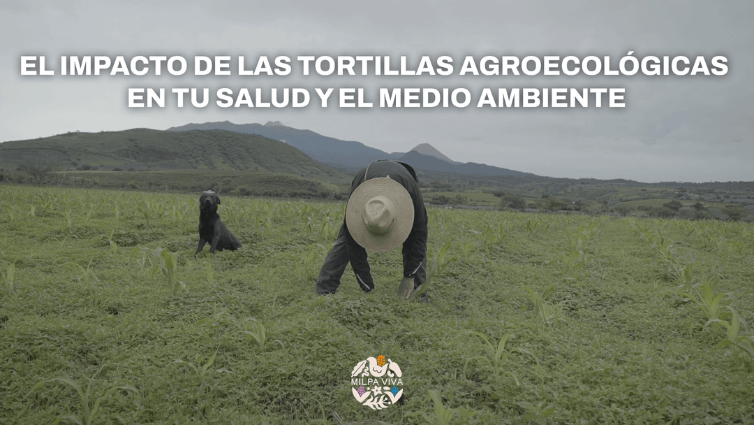 El impacto de las tortillas agroecológicas en tu salud y el medio ambiente.