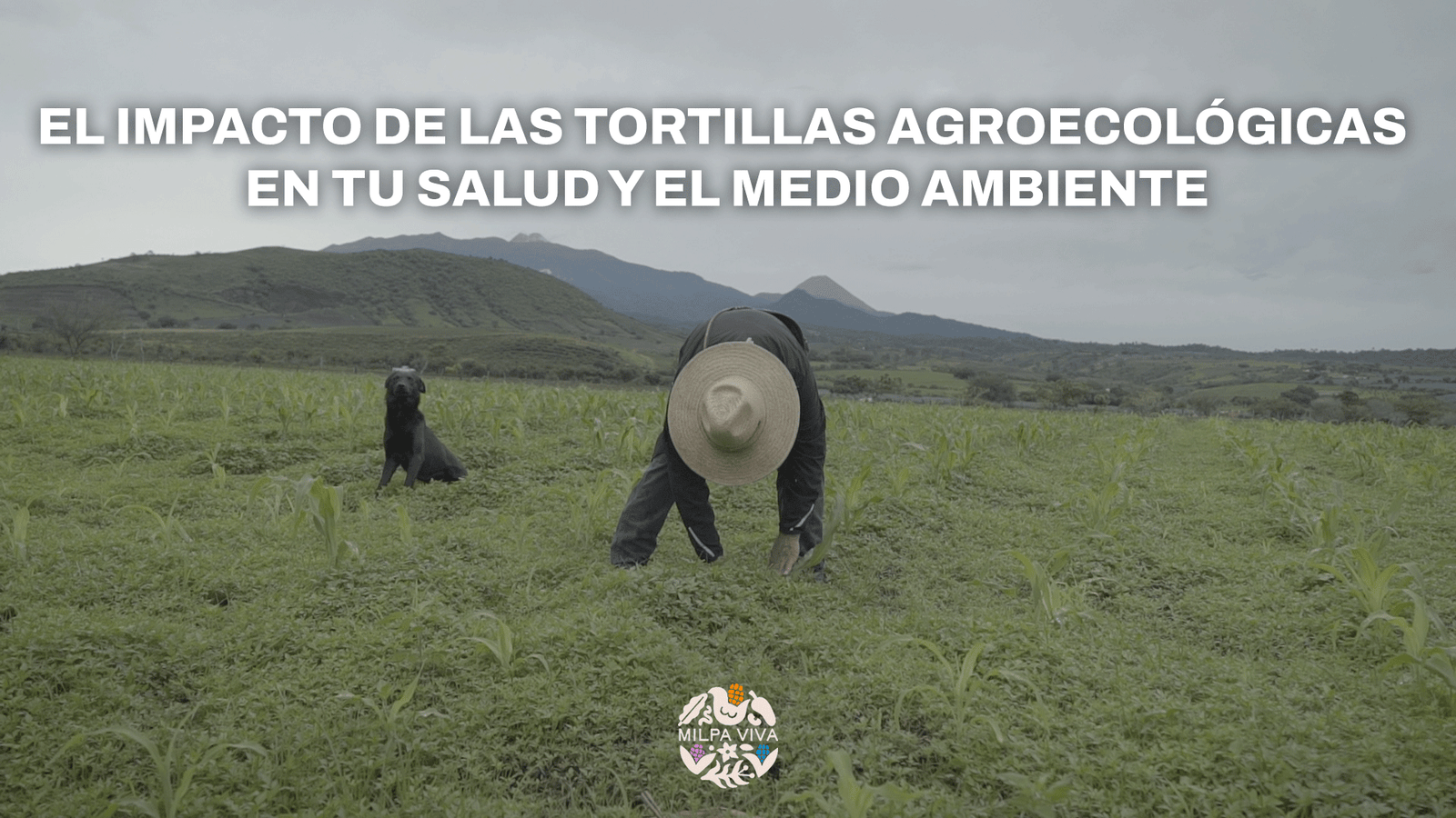 El impacto de las tortillas agroecológicas en tu salud y el medio ambiente.