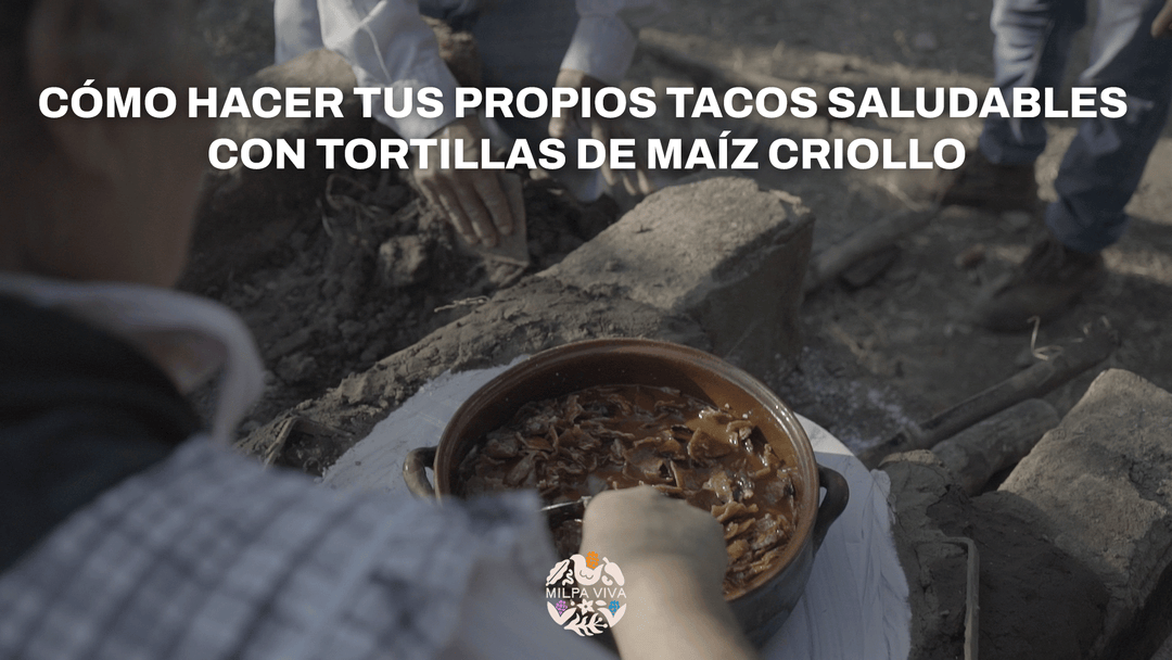 ¿Cómo hacer tus propios tacos saludables con tortillas de maíz criollo?
