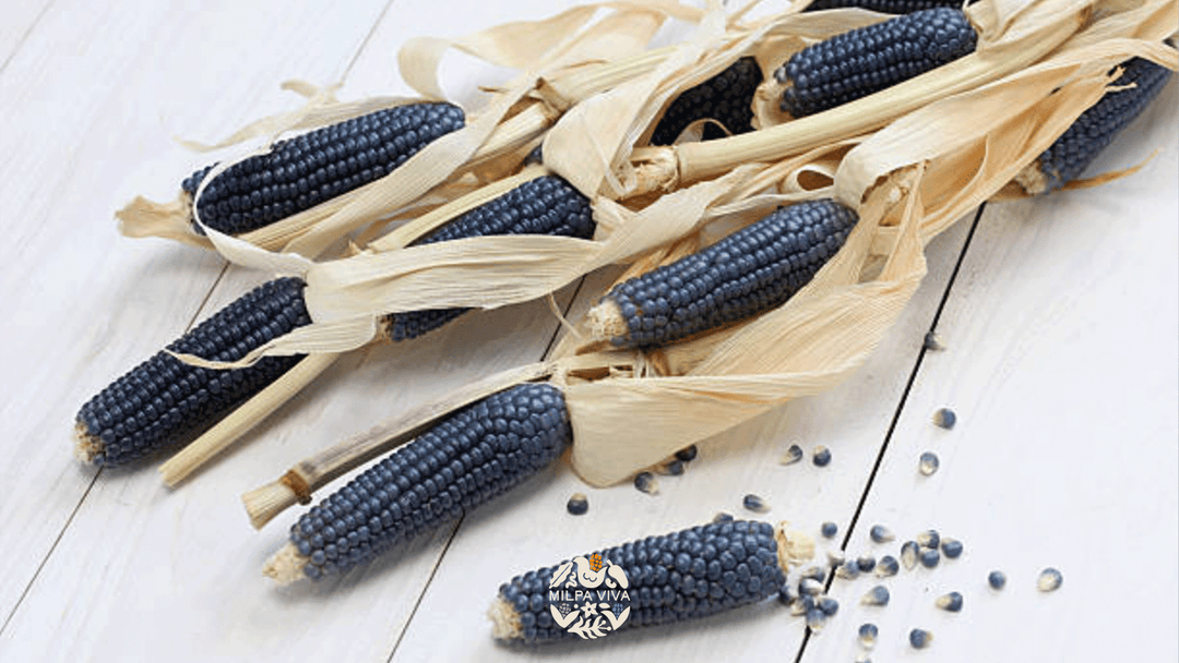 Explorando la Historia y Cultura del Maíz Azul: Un Tesoro de la Mexicanidad.