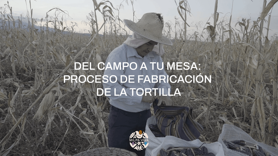 Del campo a tu mesa: Proceso de fabricación de la tortilla.