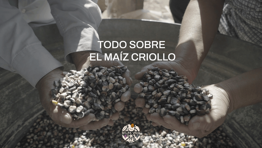 Todo sobre el maíz criollo