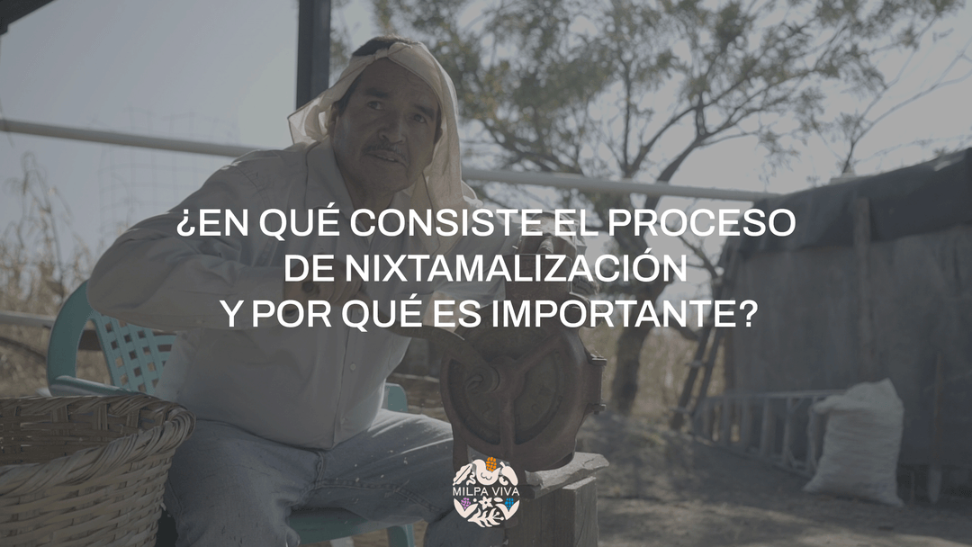 ¿En qué consiste el proceso de nixtamalización y por qué es importante?