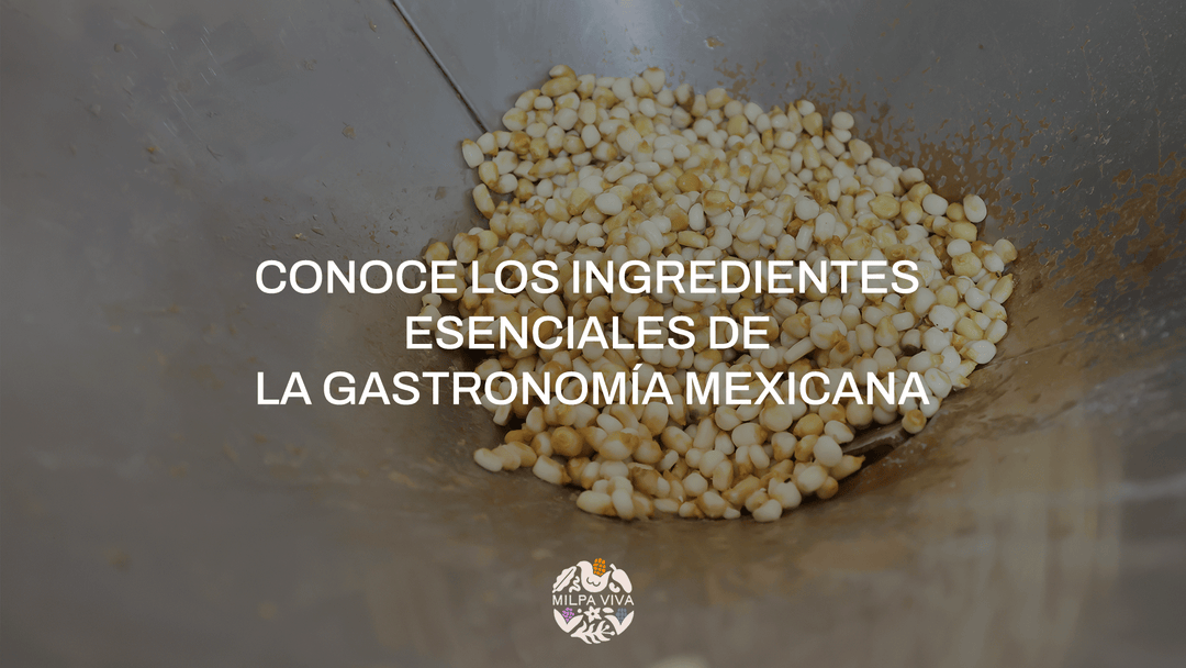 Conoce los ingredientes esenciales de la gastronomía mexicana